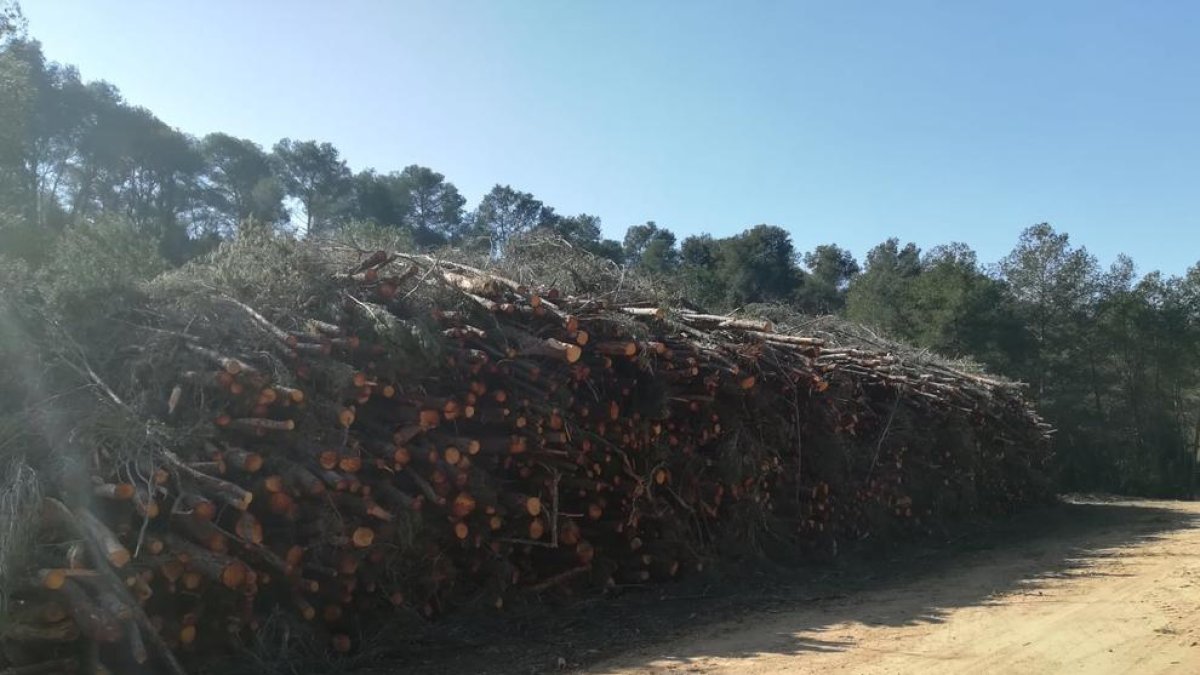 Pilas de troncos de pins en el Mas d'en Garrot en el barrio de Sant Salvador.