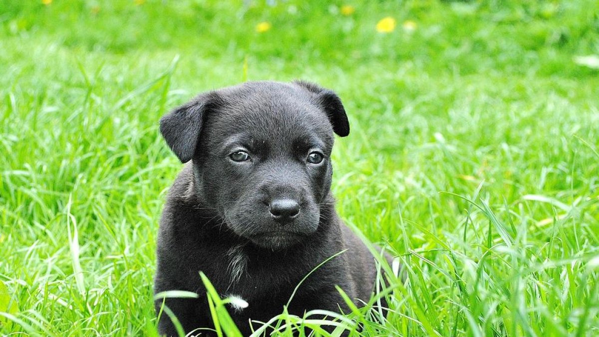 Imagen de un cachorro disfrutando de un espacio abierto.