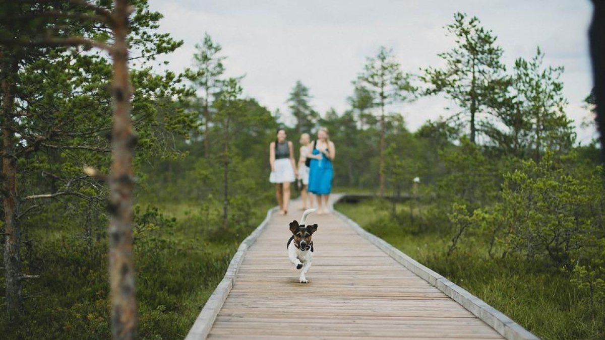 Imagen de un perro haciendo turismo con su familia.