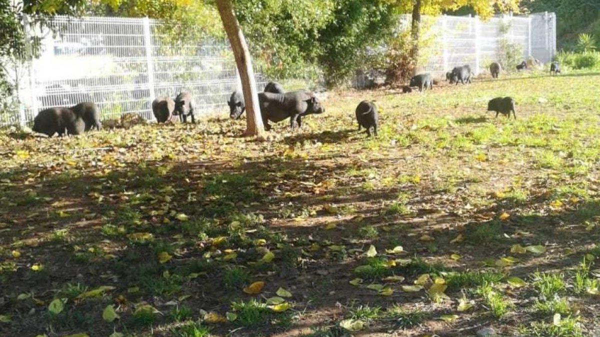 Vecinos del barrio a menudo alertan de la presencia de los cerdos vietnamitas.