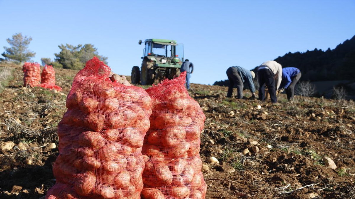 Imagen de archivo de una plantación de patatas.