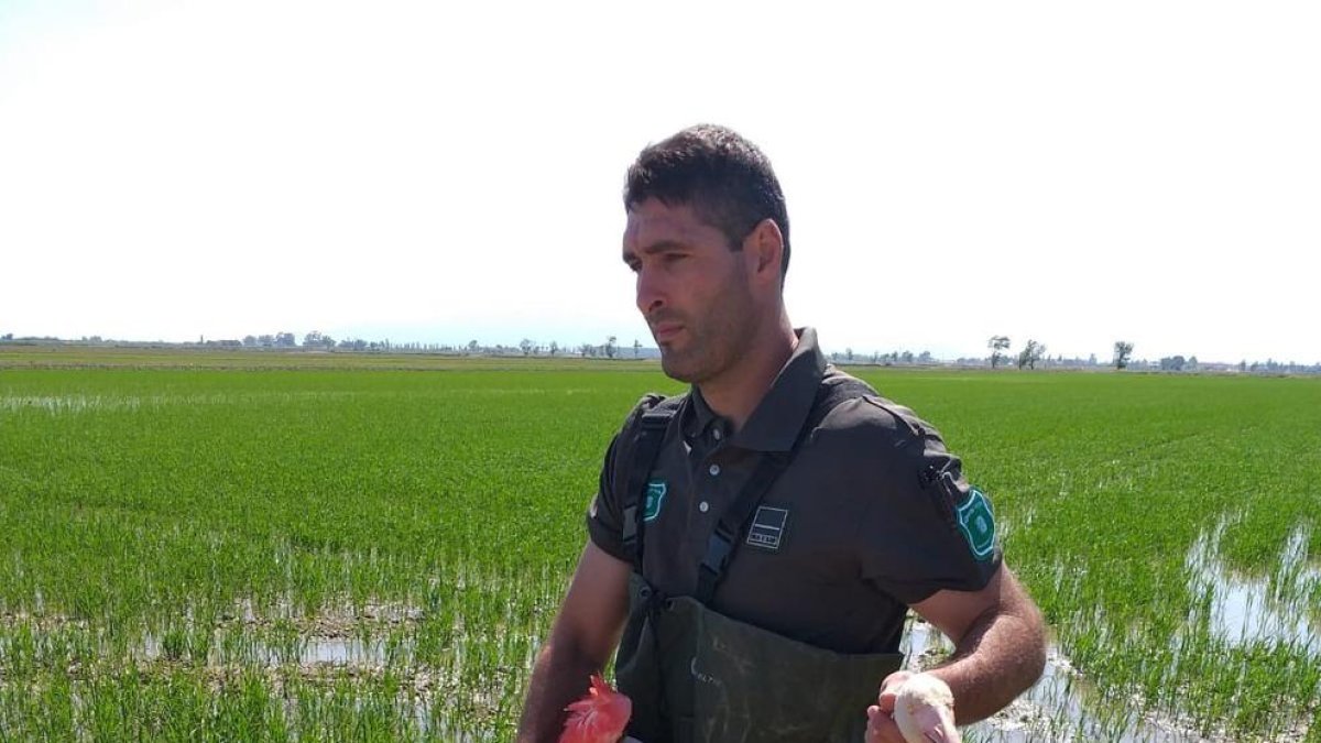 Imagen de un efectivo de Agents Rurals sosteniendo el flamenco herido.