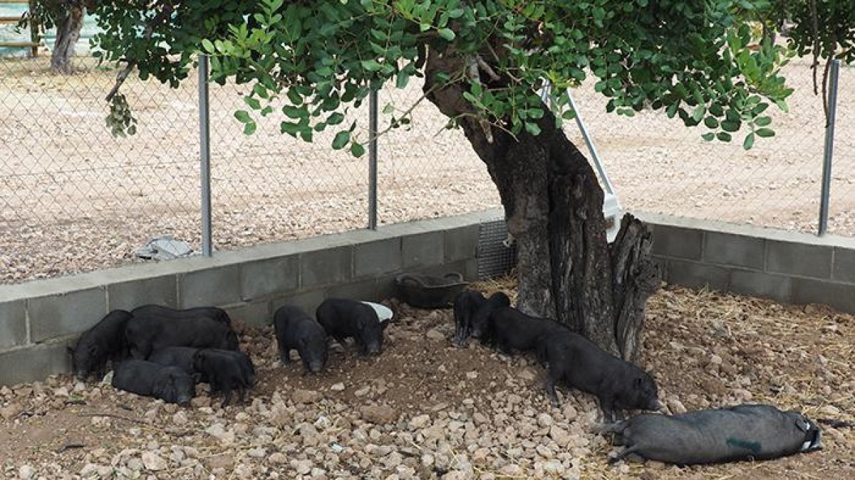 Los cerdos vietnamitas en el vallado del centro del Vendrell.