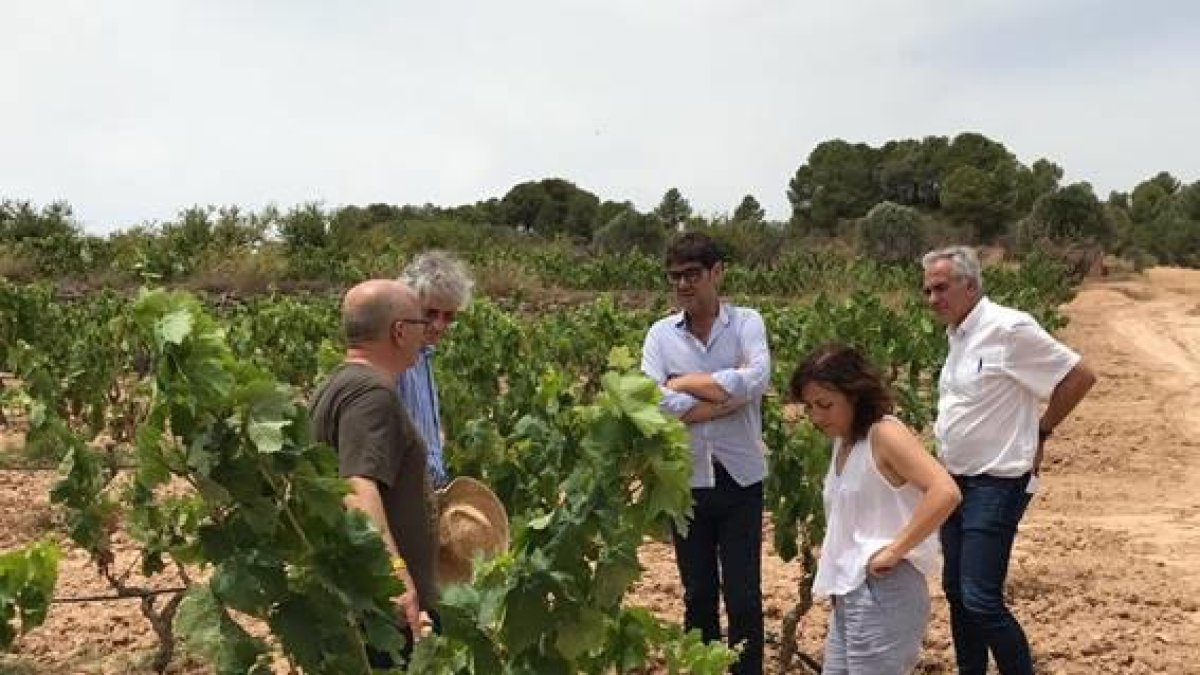 Plano abierto del encuentro en unas viñas de representantes de las denominaciones de origen de la Terra Alta, Priorat y Montsant con la administración por las pérdidas en la uva a causa de la ola de calor.