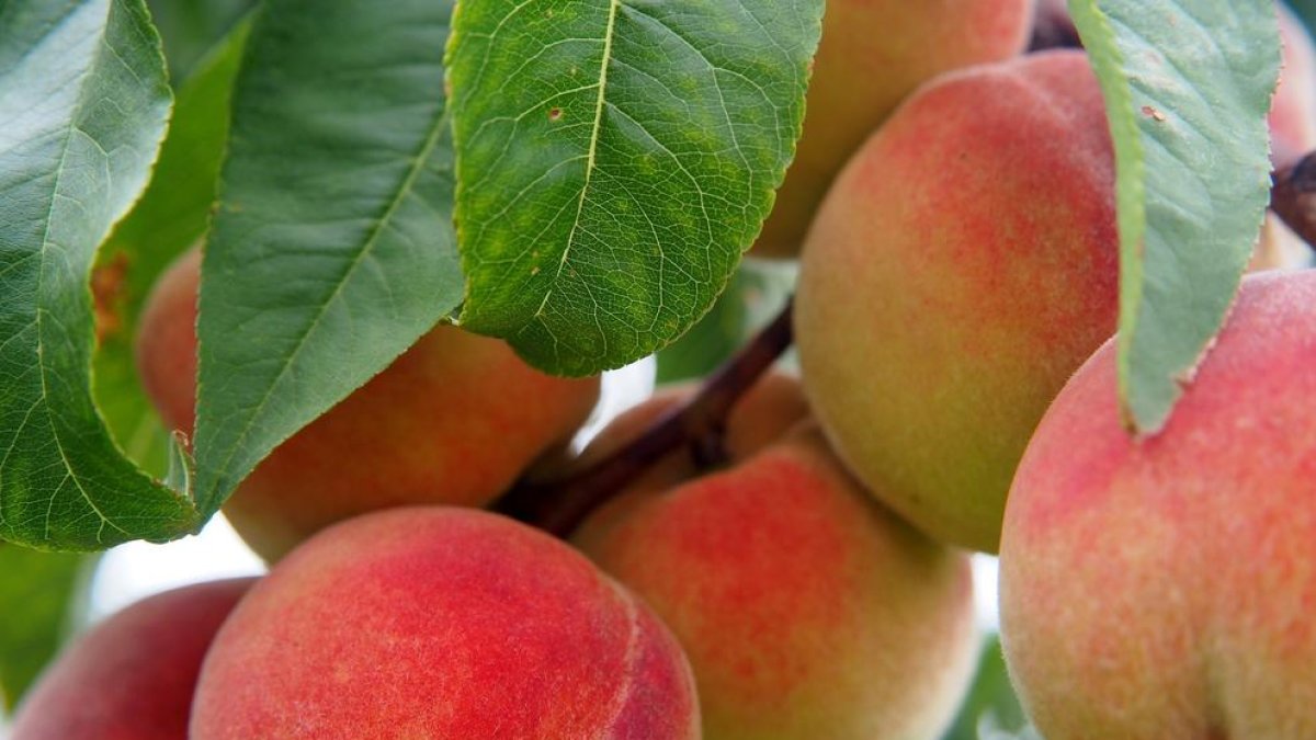 Els préssecs, una de les fruites en què es patiran pèrdues.