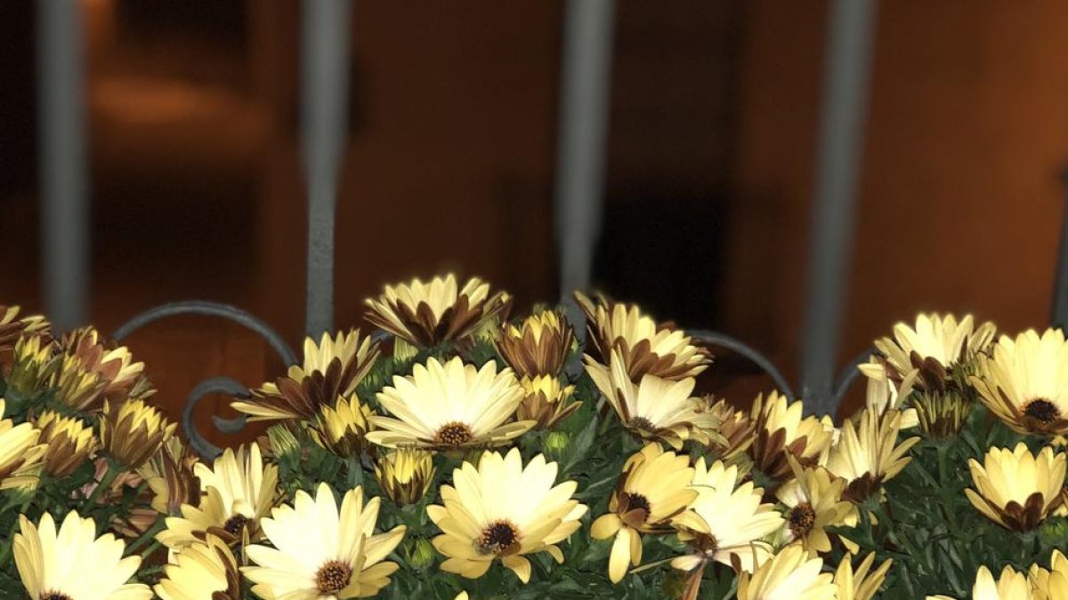 El grup municipal ERC del Catllar va publicar ahir una imatge de flors grogues al seu Twitter avançant aquesta acció.