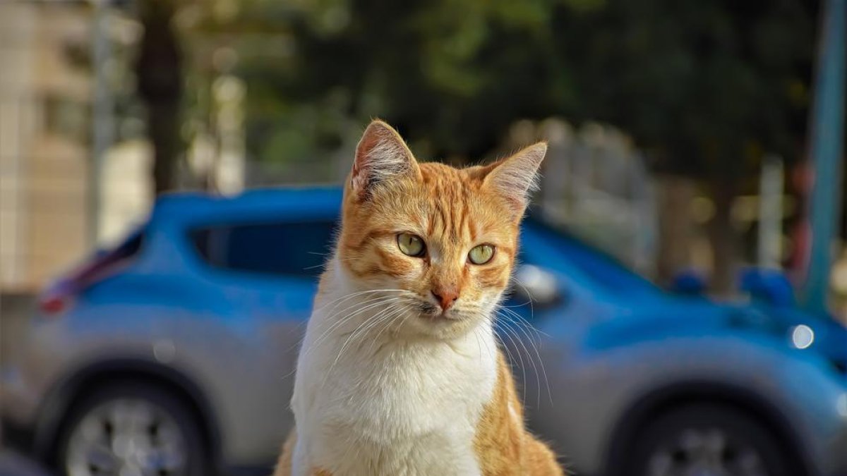 Imagen de un gato en la calle.