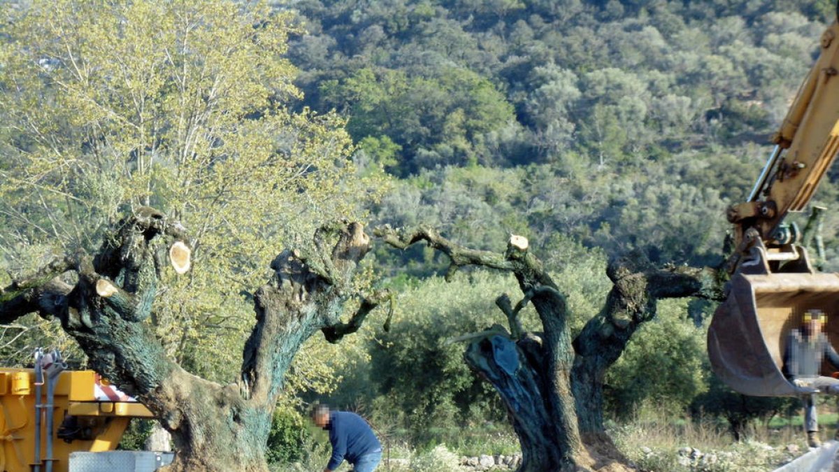 Alguns operaris preparant les oliveres arrencades prop de la zona del Pou de les Piques de Godall per endur-se-les.