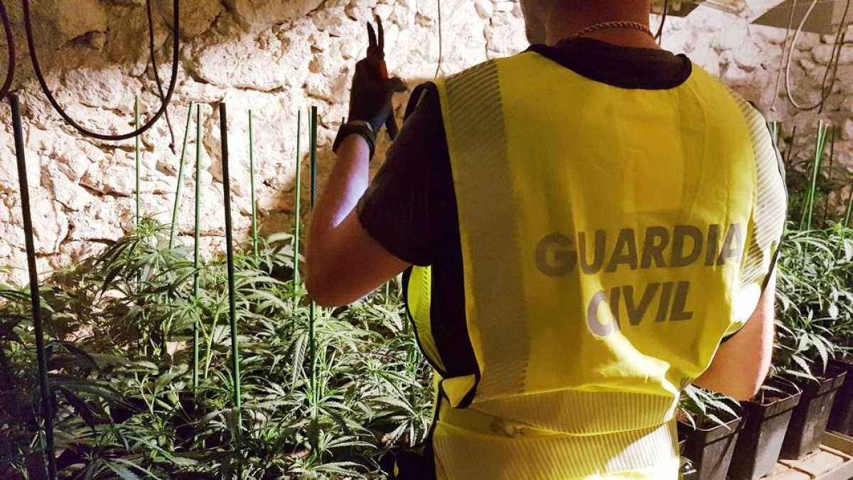 Els agents van intervenir 564 plantes de marihuana.