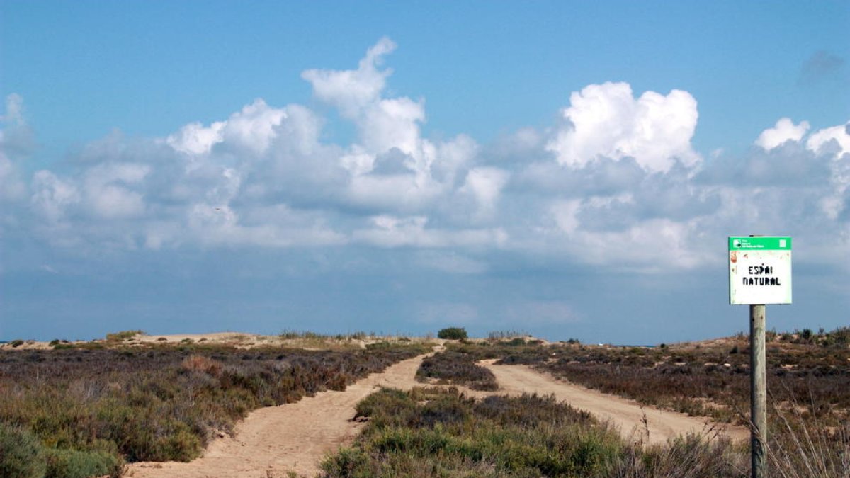 Pla del camí que comunica amb la platja a la zona de la Bassa de l'Arena, a Deltebre.