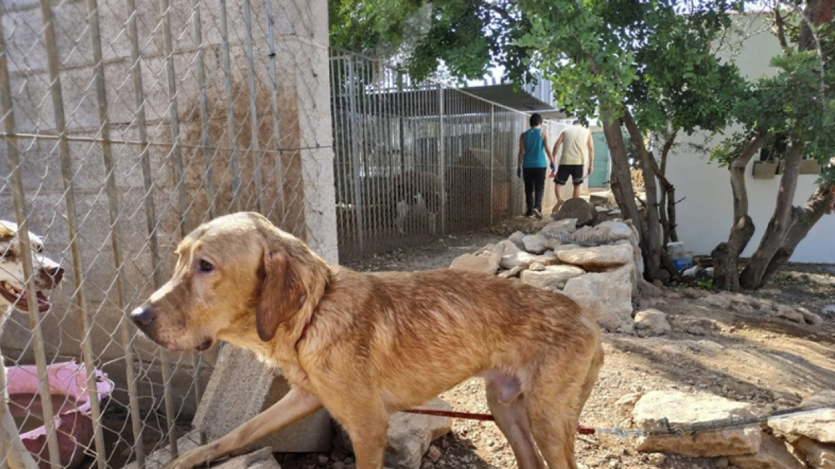 Imagen de uno de los perros rescatados.