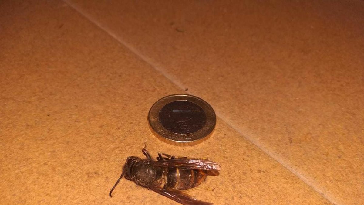 La vespa trobada a Salou té la mida del diàmetre d'un euro.