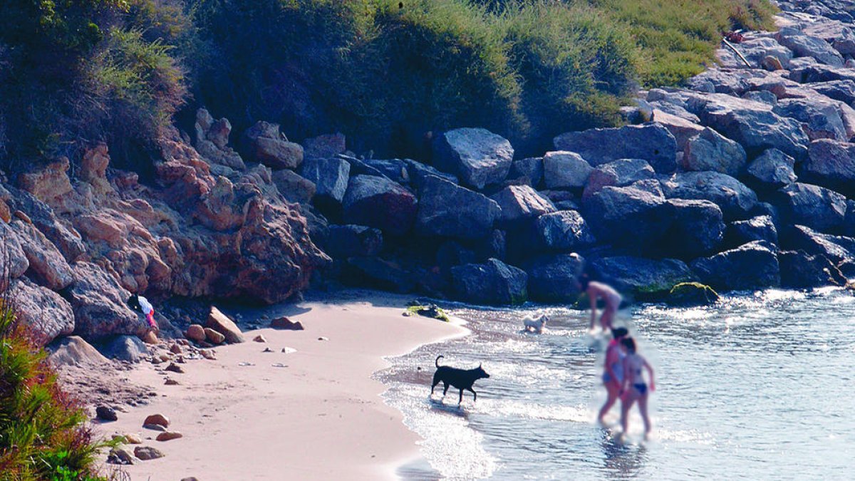 Diversos gossos i els seus propietaris al nou espai de platja on se'ls permet l'accés i el bany a l'estiu.