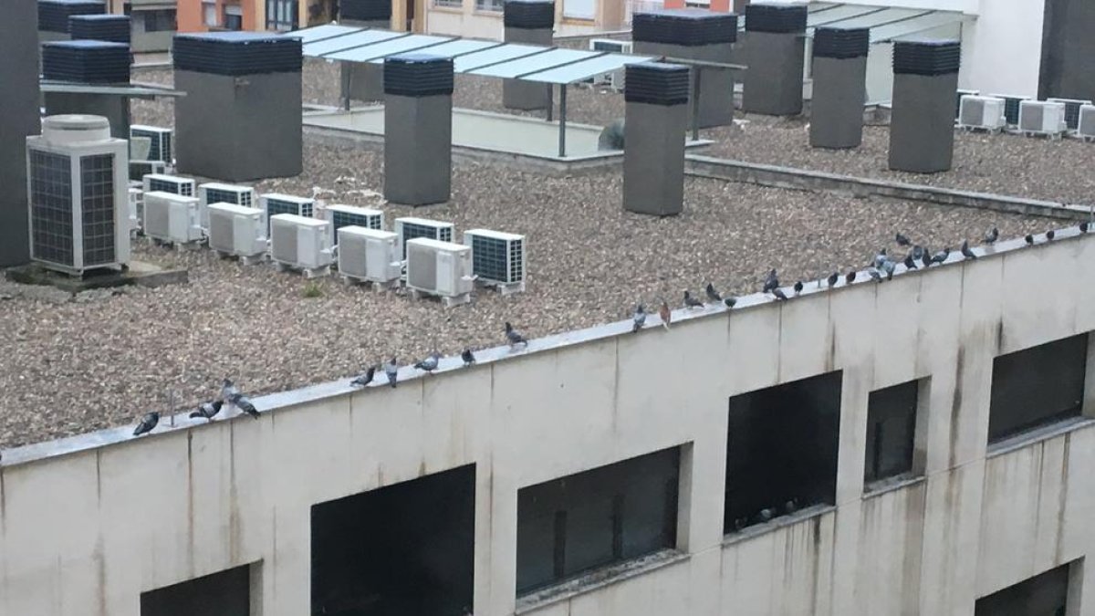Gran cantidad de palomas en uno de los edificios de la zona donde su presencia es problemática.