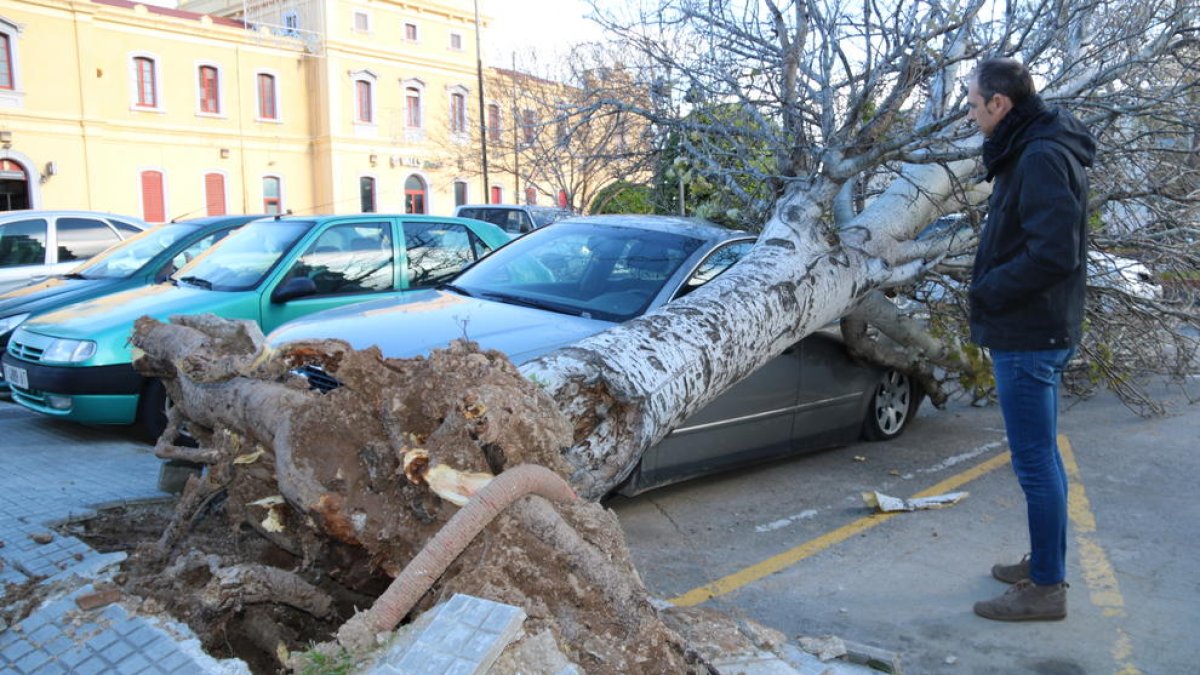 Imatge d'un arbre caigut sobre un cotxe a causa del vent a Valls i del seu propietari observant els danys.