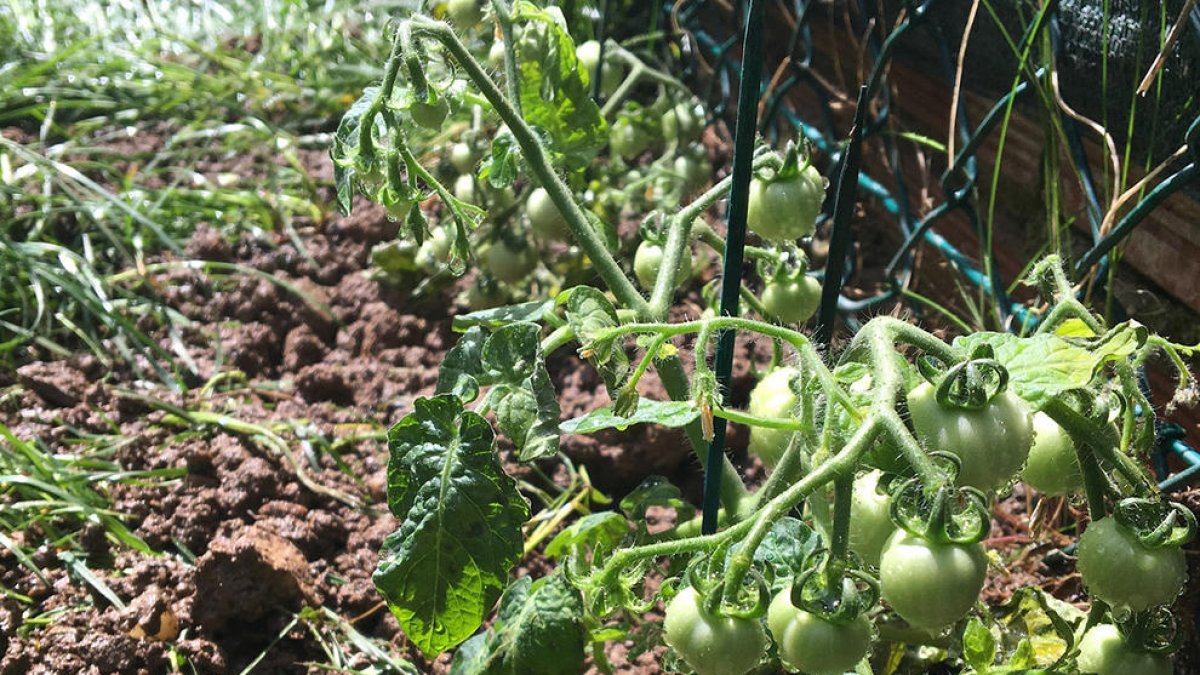 Una de las plantas estudiada ha sido la tomatera.