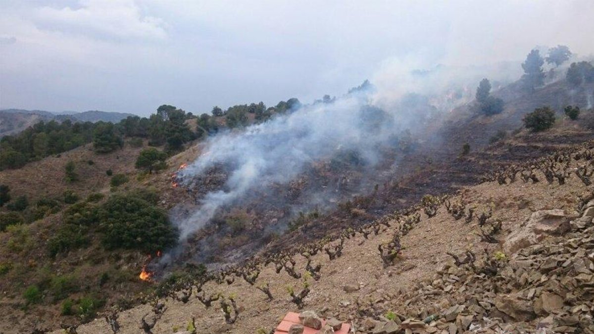 El fuego afecta a los márgenes de unas viñas en la zona de la Plana de la Bleda.