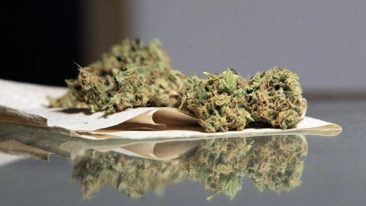 Imatge d'arxiu de cànnabis