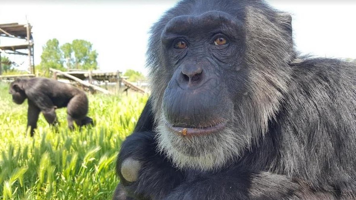 Imagen de un chimpancé rescatado de la Fundación Mona