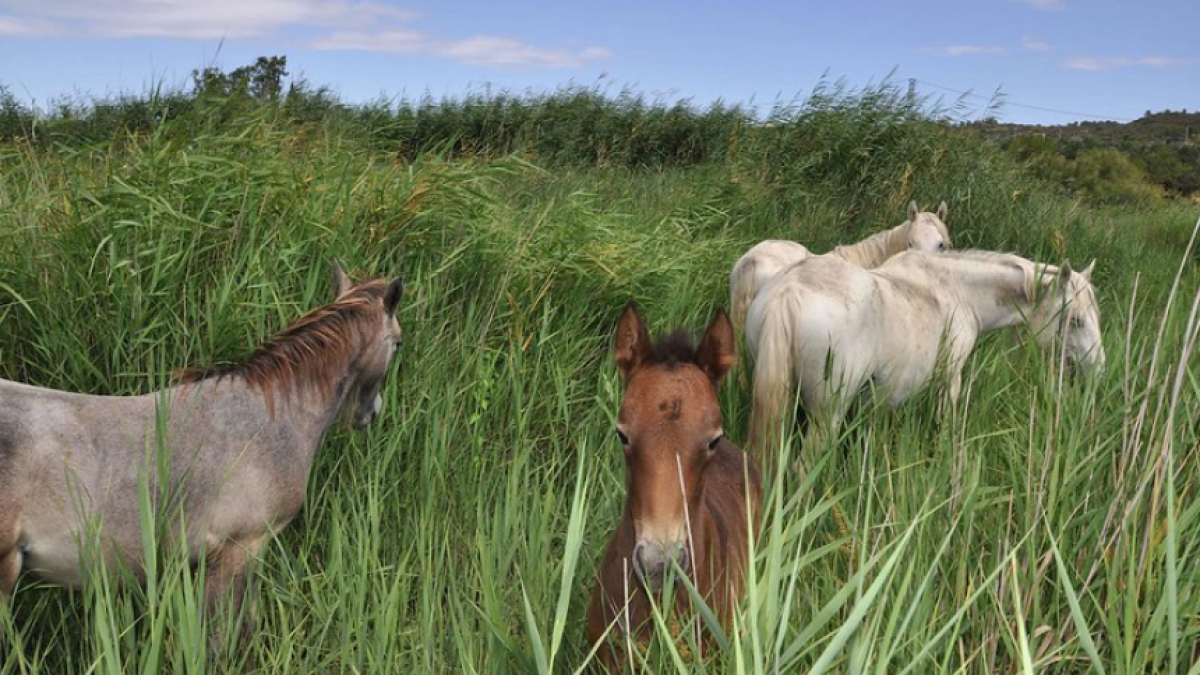 Caballos en la reserva natural de Sebes.