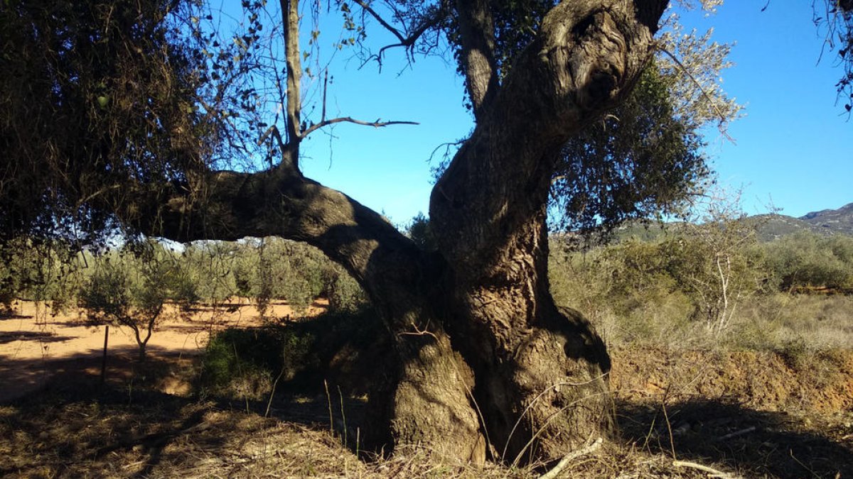 Una olivera monumental en una finca.