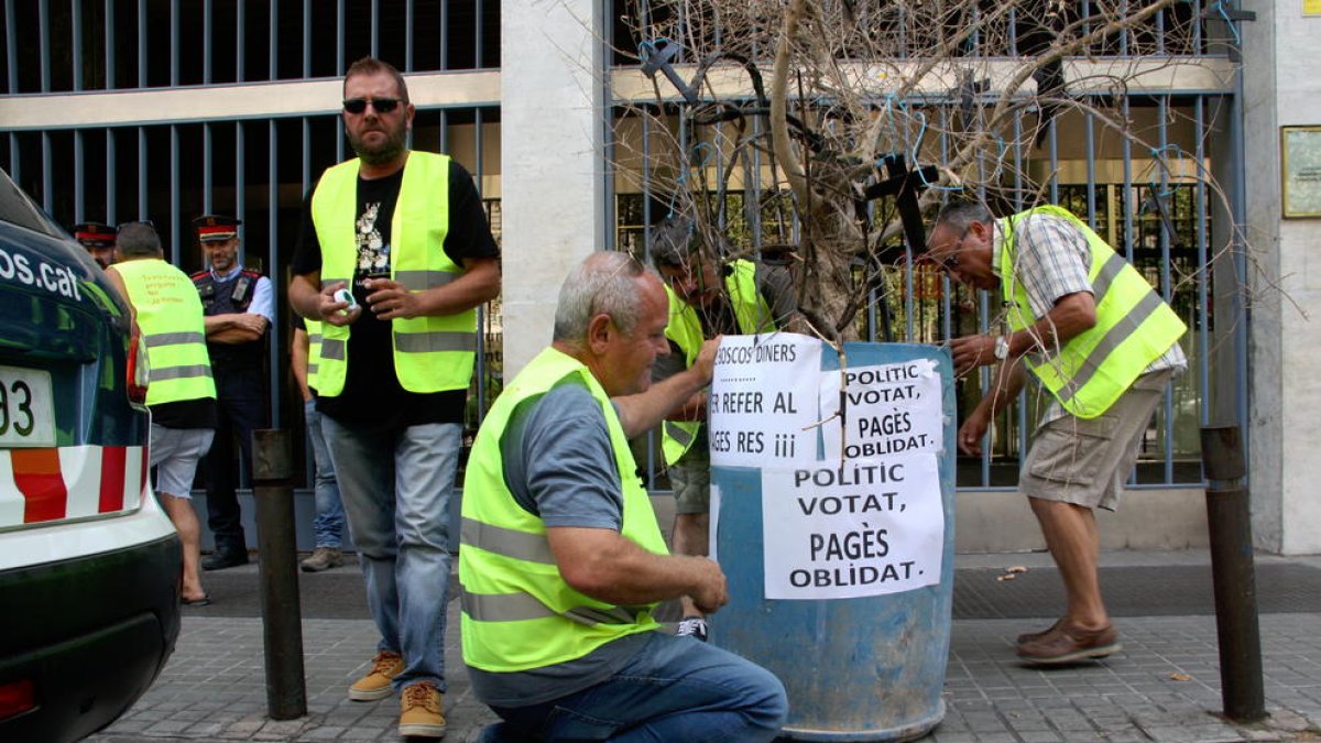 Pla obert de pagesos lleidatans col·locant una olivera davant de la Conselleria d'Agricultura.
