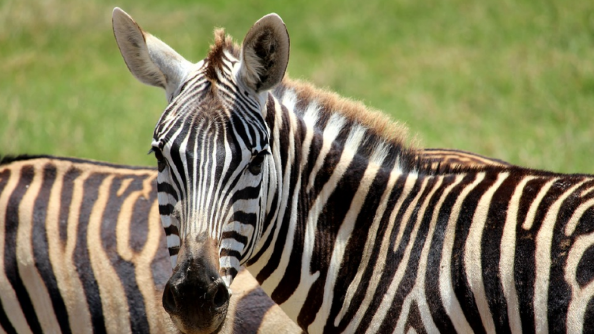 Imatge d'arxiu d'una zebra.