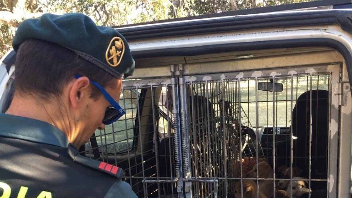 Els gossos rescatats per la Guàrdia Civil