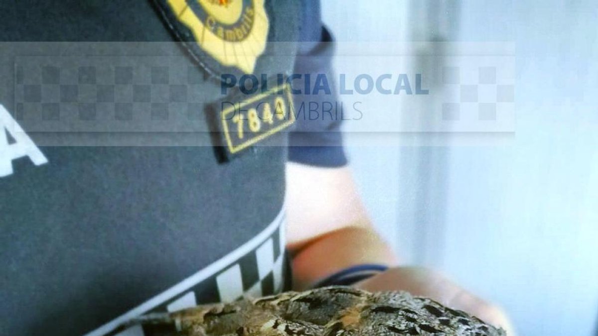 Imagen del ejemplar de chotacabras pardo rescatado.