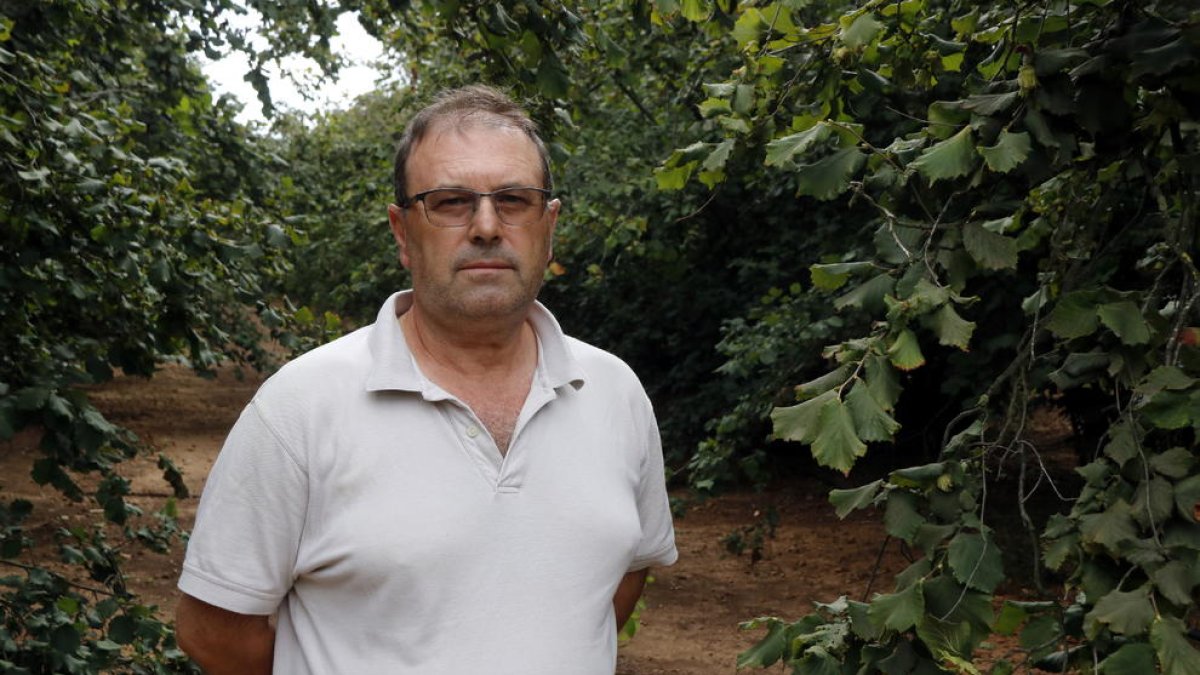 Pla mitjà del responsable nacional del sector de la fruita seca d'Unió de Pagesos, Rafel Español, en un camp d'avellaners. Imatge del 20 d'agost del 2019