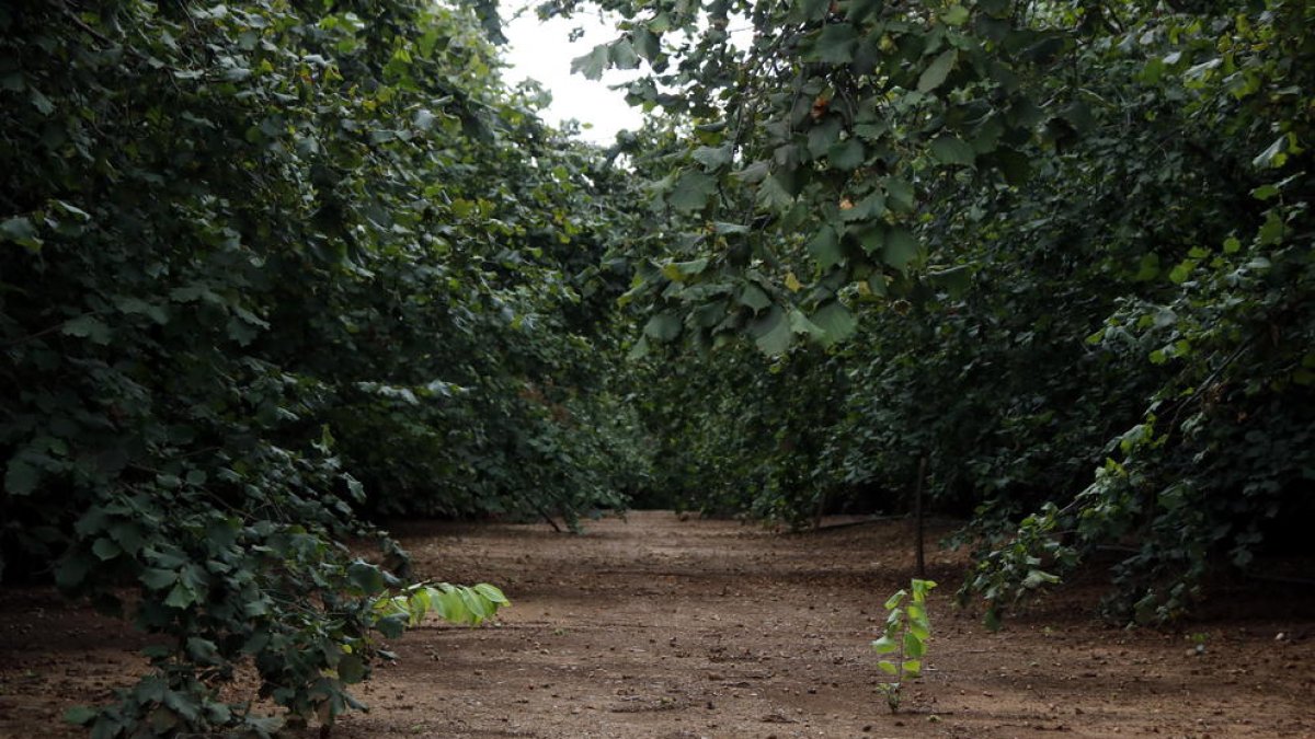 Un campo de avellanos en el Morell.