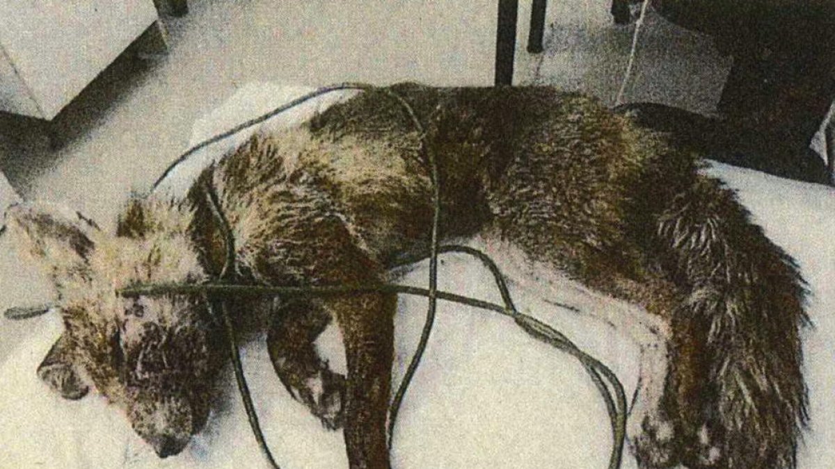 Imagen extraída del atestado del zorro lesionado y con los cables que la ataban a la jaula-trampa.