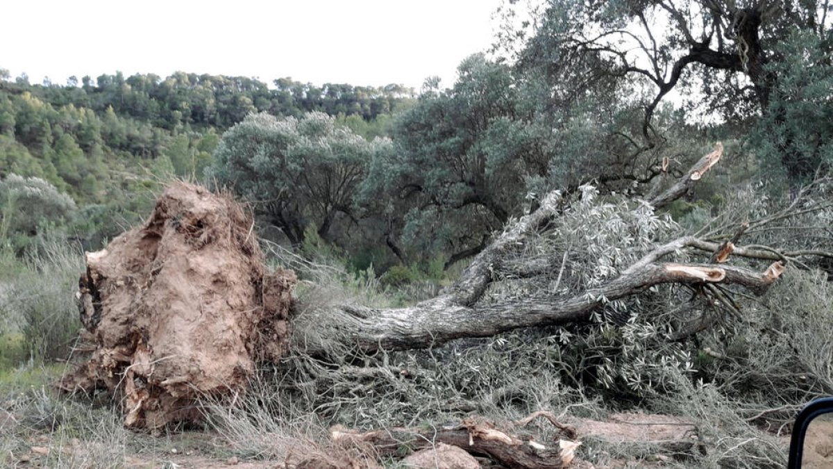Una olivera arrencada al camí d'Almatret.