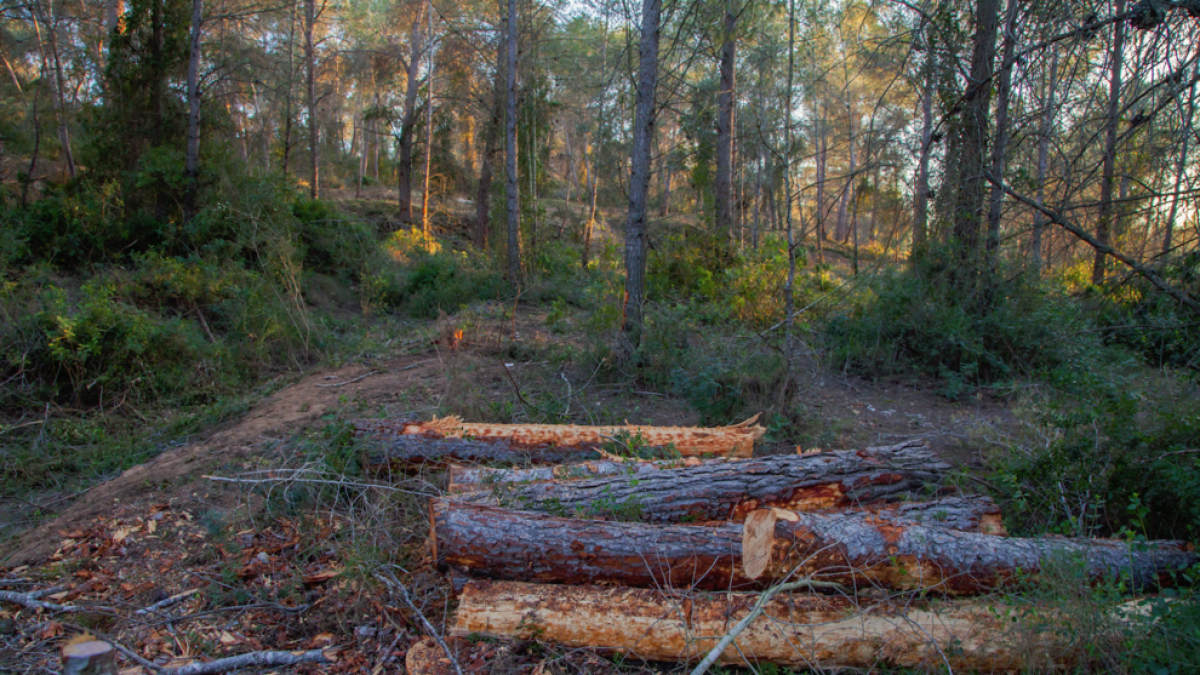 Un grupo de troncos apilados, después de que los operarios hayan talado pinos en Sant Salvador.