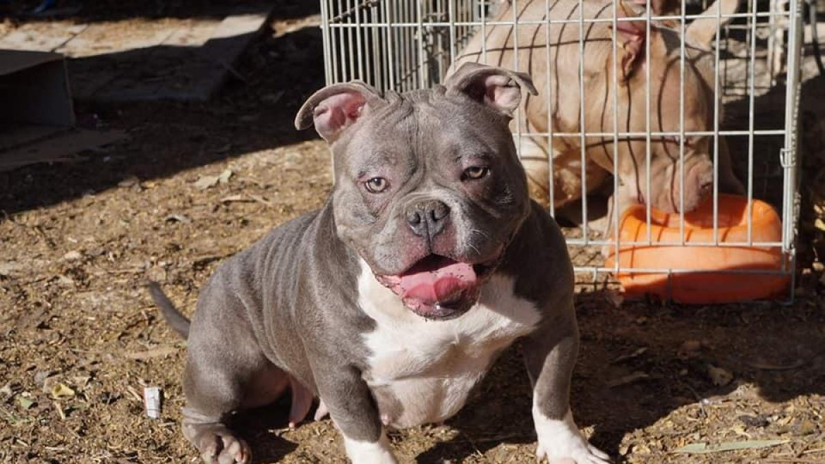 Imagen de uno de los perros robados.