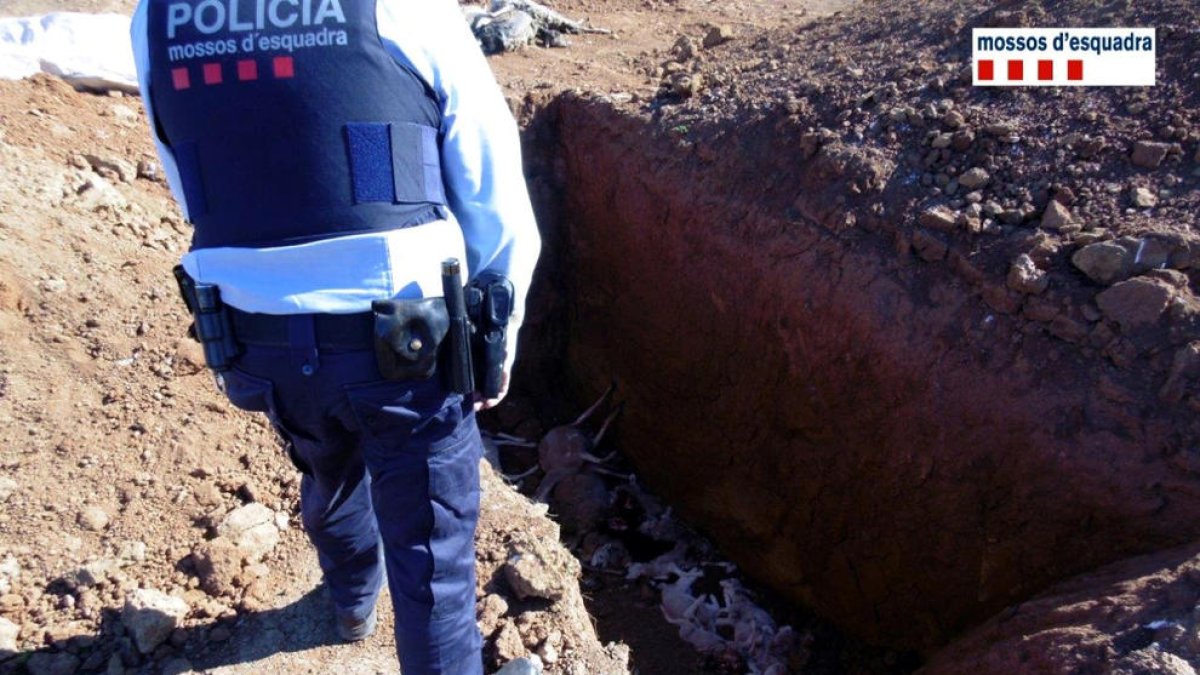Un agent comprovant l'aparició de cadàver d'ovelles en fosses properes a l'explotació agrària del propietari que ha estat denunciat.
