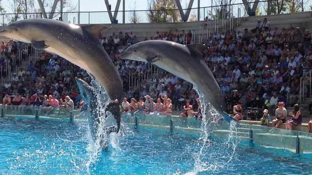 Los delfines estaban en una piscina de olas con una profundidad de 1,80 metros y que no tenía sombras.