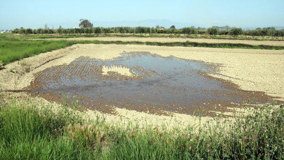 Imatge d'arxiu d'una finca d'arròs del terme d'Amposta on comença a entrar aigua del canal per inundar-la abans de la sembra.