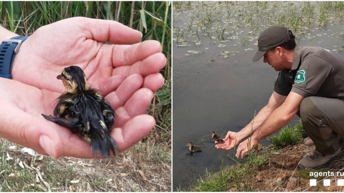 Los patitos han sido liberados en una balsa.