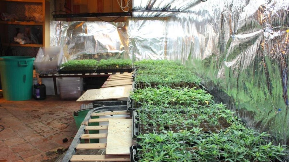 La policía encontró miles de plantas en crecimiento preparadas para venderse a cultivadores.
