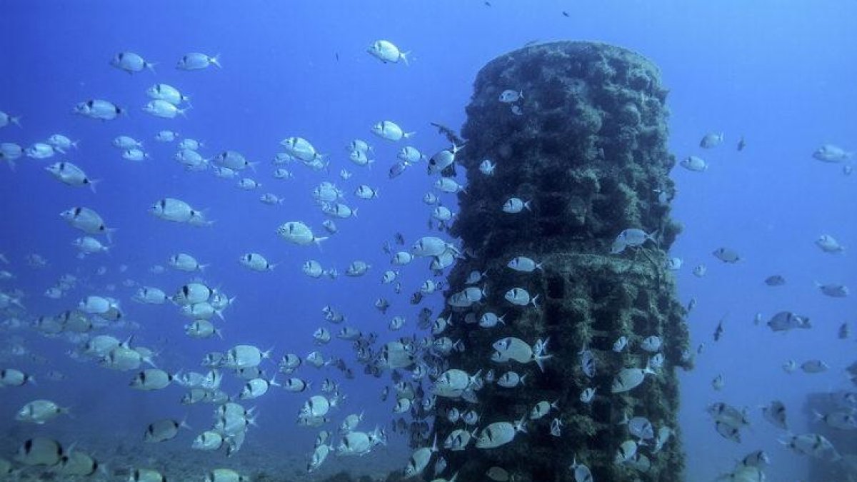 Los biotopos atraen la flora y la fauna marinas formando un arrecife.