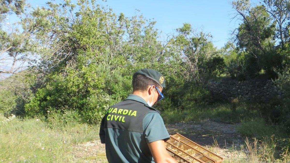 Els ocells van ser alliberats al medi natural.