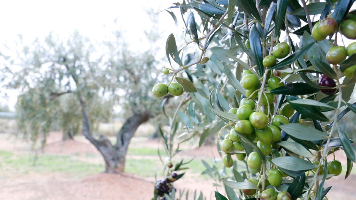 Unas aceitunas arbequinas de olivos de la DOP Siurana en la Selva del Camp.