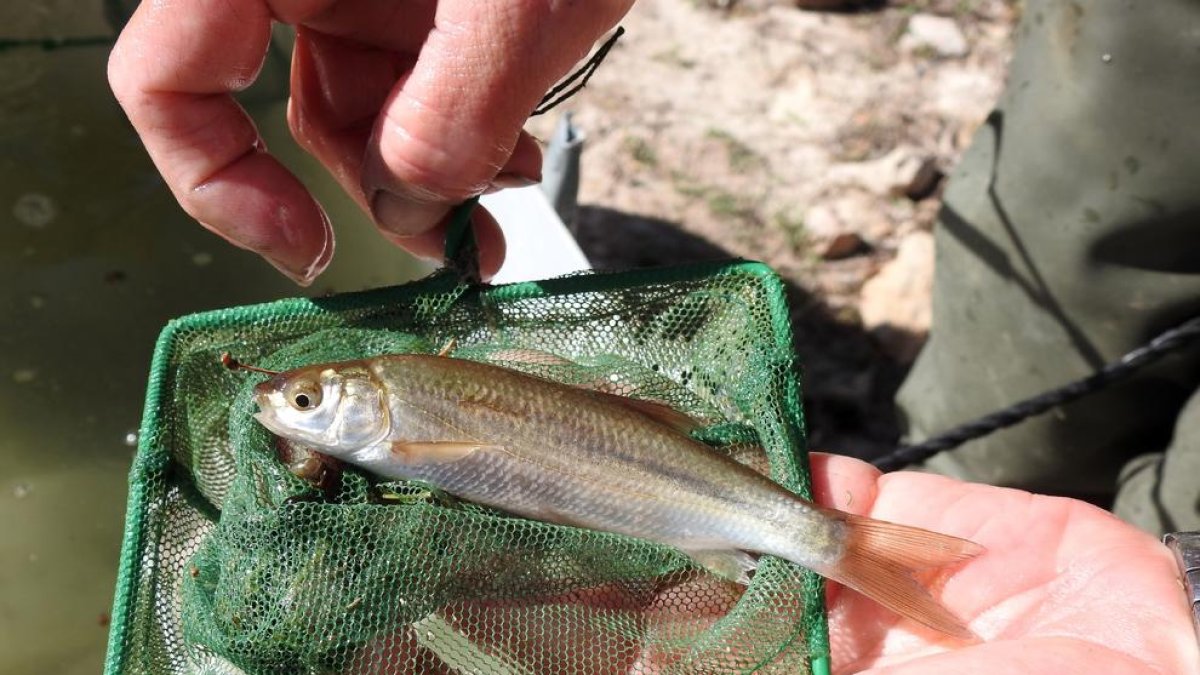 Un dels exemplars de ciprínids alliberats a l'embassament de la Palma d'Ebre.