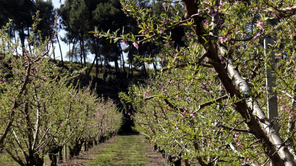 Un campo de fruteros, en una imagen del 15 de marzo de 2019.