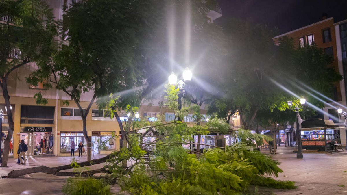 Un arbre caigut a la plaça Verdaguer de Tarragona.