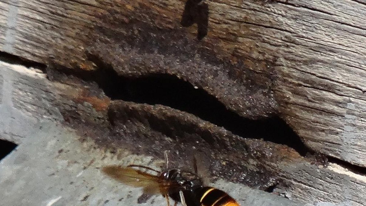 Una avispa asiática volando delante del la apertura de una colmena en una de las explotaciones donde se localizó en Benifallet.