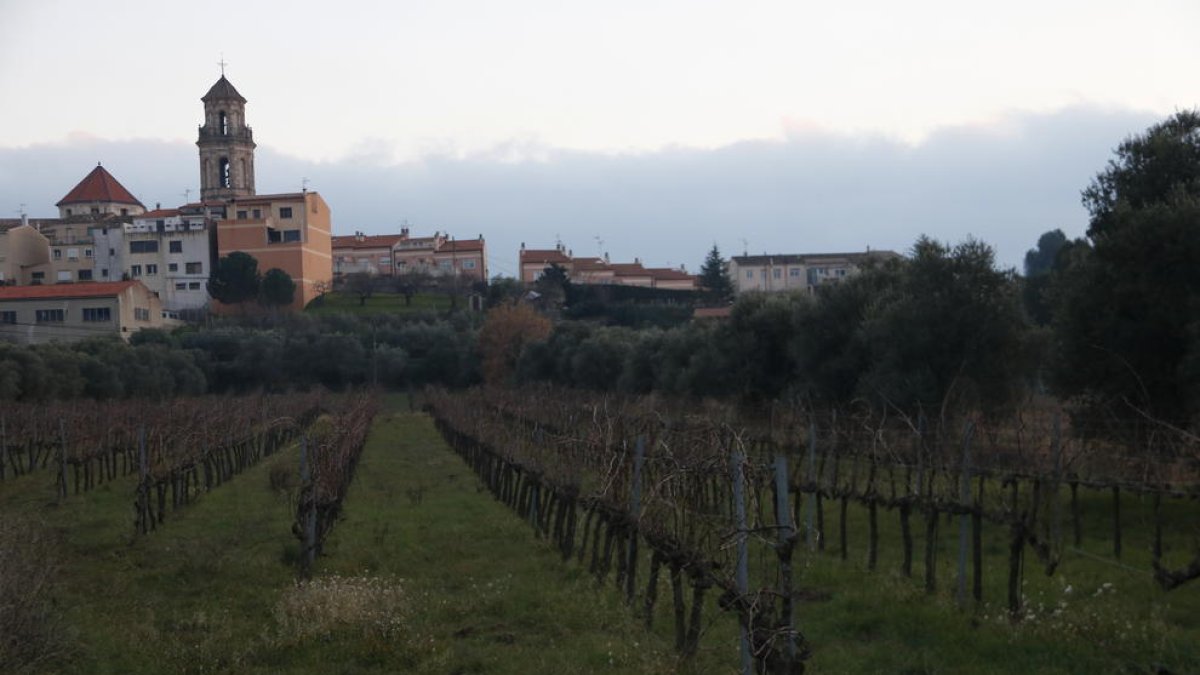 Plano abierto de unas viñas a los pies de Falset, en el Priorat.