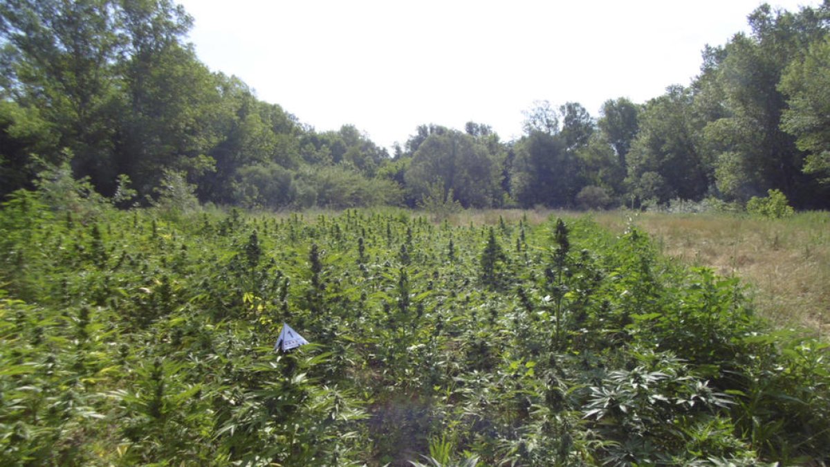 Una de las plantaciones de marihuana descubiertas por los Mossos d'Esquadra en el Alt Empordà.