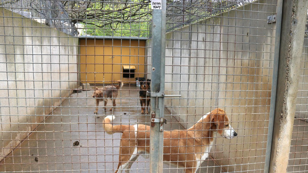 Imagen de archivo de la jaula de una protectora de animales.